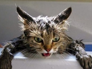 Искупай кота заранее: кому в Днепре завтра отключат воду