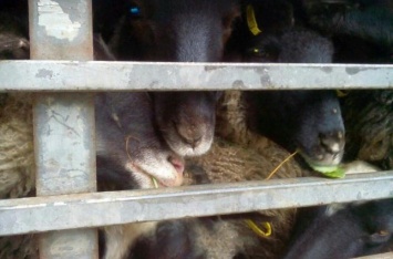 Три области могут оказаться в карантине из-за фуры с овечками