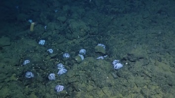 Ученые засняли логово тысячи осьминогов