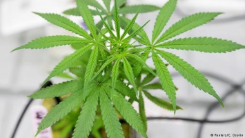 Экс-глава НТВ привлек 400 млн долларов на IPO продавца марихуаны