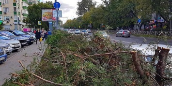 В Краснодаре нанятый мэрией подрядчик "омолодил" еловую аллею, полностью ее вырубив