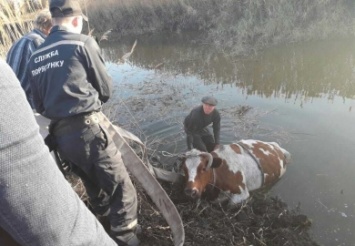 В Терновке спасли корову Марту, которая застряла в речке