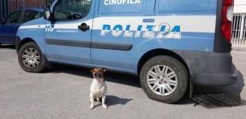 В Италии мафия заказала полицейского пса