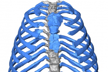 Ученые впервые создали 3D-модель грудной клетки неандертальца
