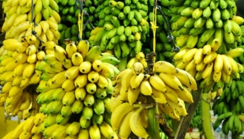 Под угрозой исчезновения оказались бананы