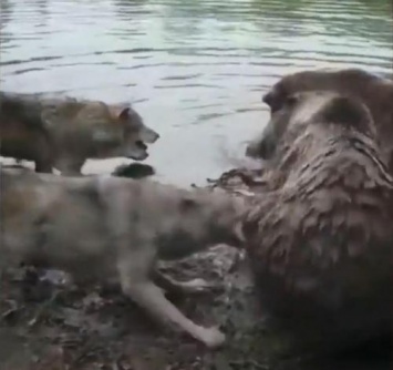 В Голландии медведи разорвали волчицу на глазах у посетителей зоопарка