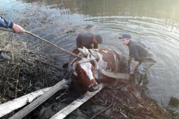 Спасти Марту: как в Терновке доставали из реки... корову (ВИДЕО)