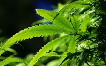 В Британии вступила в силу легализация медицинской марихуаны