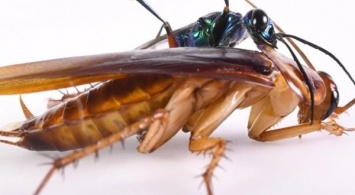 Тараканы разработали боевой прием против зомби-паразитов (ВИДЕО)