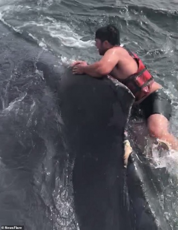 Верхом на ките: смелому рыбаку понадобилось три часа, чтобы освободить горбатого кита от веревки, в которой он запутался