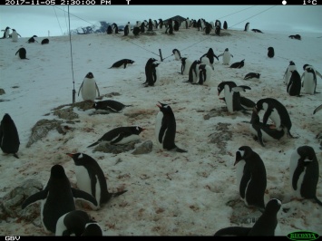Украинские школьники помогут ученым пересчитать пингвинов Антарктиды