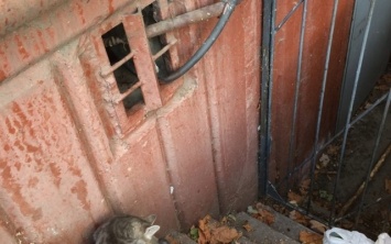 В одном из районов Запорожья кот застрял в западне (ФОТО)