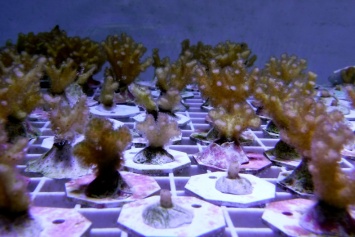 Исследователи обнаружили уникальные гены иммунитета у кораллов