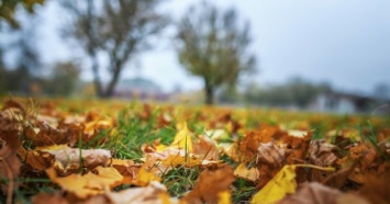 В Киеве планируют перерабатывать опавшие листья на топливные брикеты