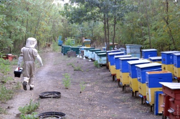 Особенности национального пчеловодства: матки-сепаратистки, незадачливые рэкетиры и можно ли заработать медом на жизнь