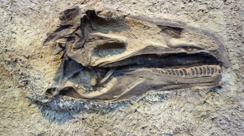 В Аргентине нашли останки трех динозавров нового вида