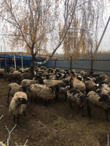 Хозяйка многострадальных овец готова передать их новому владельцу: отара может стать основой экофермы