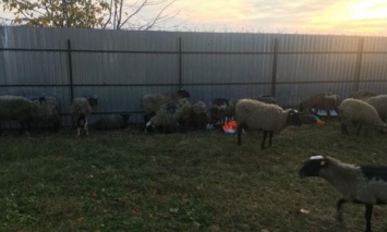 Скандал с умирающими овцами: Животных перевезут на ферму под Одессой