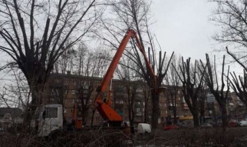 "Киевзеленстрой" обрезает кроны деревьев, чтобы избежать аварий и травмирования киевлян