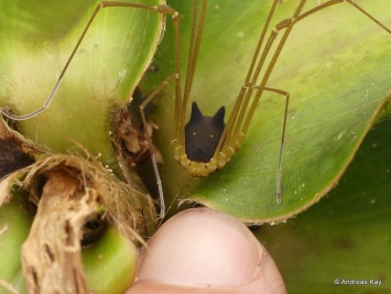 Ученые показали паука с собачьей головой: устрашающие фото и видео