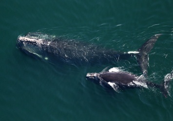 Названа причина снижения популяции северных гладких китов
