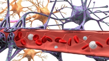 Ученые обнаружили «микрофлору мозга»