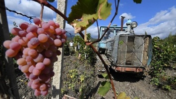 "Особо выдающийся" урожай: "Массандра собрала более 17 тонн винограда