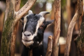 В Херсоне владельца козы оштрафовали за ДТП