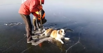 В России спасатели вызволили собаку, вмерзшую на читинском озере в лед