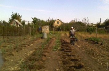 Голубика, фисташка и батат: в Одесской области фермер экспериментирует на своем огороде