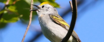 В дикой природе обнаружен гибрид трех видов птиц