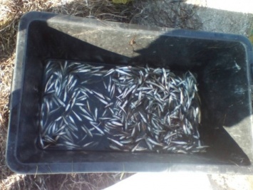 Браконьеры рыбному хозяйству нанести ущерб в размере около 100 тысяч гривен