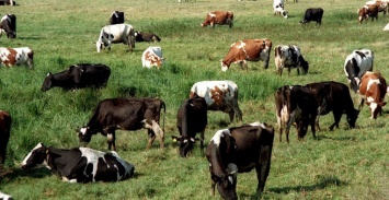 В Запорожской области жители переругались из-за коров и разделили деревню