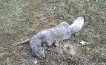 В Днепре на ж/м Приднепровск заметили неопознанное хищное животное (ФОТО)