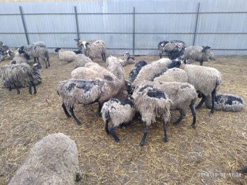 За страдания овец в Черноморске накажут начальника поста ветсанконтроля