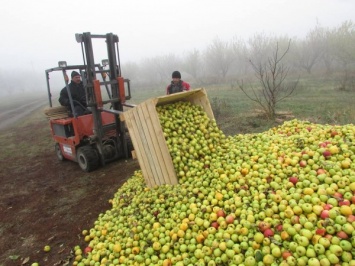 170 тонн днепровских яблочек ушли "в кагат", - журналист