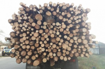 В Лисичанске выявили незаконно вырубленную древесину