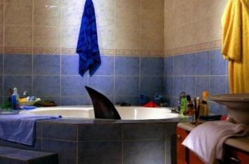 В Одессе спасли акулу, поместив ее в ванную: cмотри видео