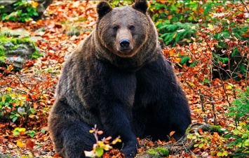 На базе отдыха под Харьковом медведь напал на уборщицу