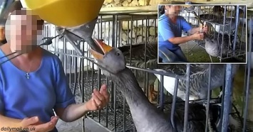 Появилось видео, как на французских фермах гусей кормят силой - все ради фуа-гра