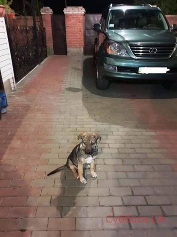 Жестоко избитый в Запорожье щенок обрел новый дом (ФОТО)