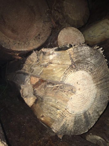 Обнаруженная нардепами в Рени древесина - гнилая и изъедена насекомыми