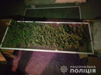 В Центральном районе Николаева мужчина хранил на чердаке 7 кг конопли