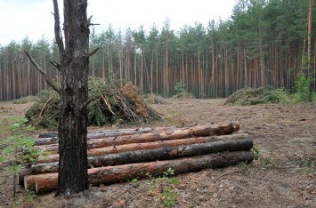 В Гослесагентстве не заинтересованы в реформировании лесного хозяйства - Earthsight