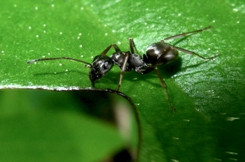 У муравьев обнаружена практика карантина инфекционных больных