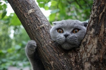 Милота: на Криворожской спасатели снимали с дерева кота