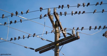 Почему птиц, которые сидят на линиях электропередач, не бьет током