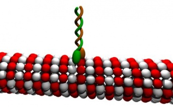 «Природный нанодвигатель» кинезин с пользой использует лишь 20% энергии АТФ - Физики