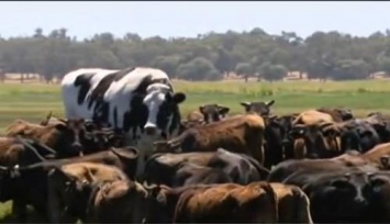 Корова в Австралии весит 1400 кг и достигает 195 см в высоту