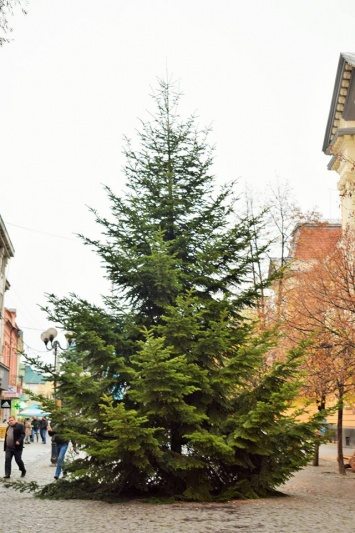 На Закарпатье уже установили первую новогоднюю елку - нарядят ее к воскресенью